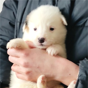 Собаки в добрые руки - Снежок