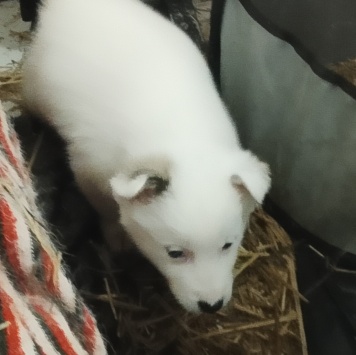 Собаки в добрые руки - Снежок - 1