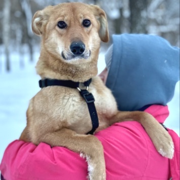 Собаки в добрые руки - Фаня
