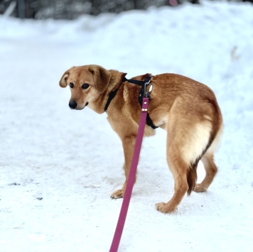 Собаки в добрые руки - Фаня - 1