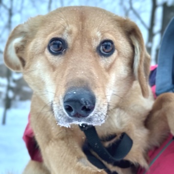 Собаки в добрые руки - Фаня - 3