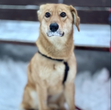 Собаки в добрые руки - Фаня - 4