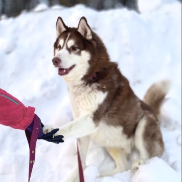 Собаки в добрые руки - Атлас