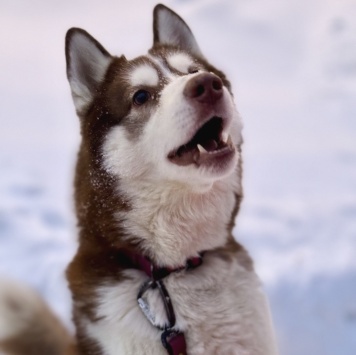 Собаки в добрые руки - Атлас - 1