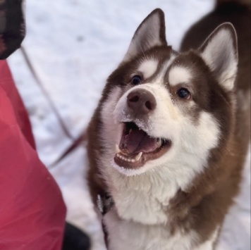 Собаки в добрые руки - Атлас - 2