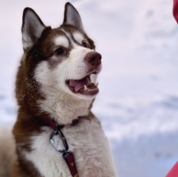 Собаки в добрые руки - Атлас - 4