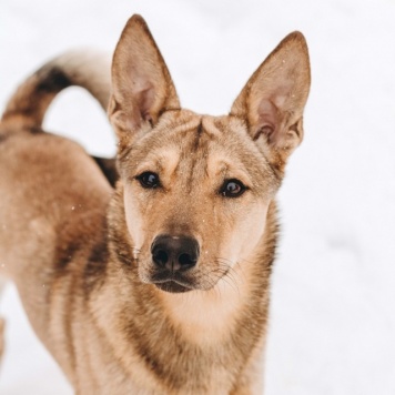 Собаки в добрые руки - Тибет