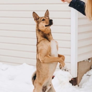 Собаки в добрые руки - Тибет - 1