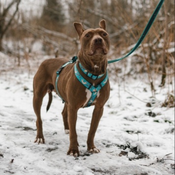 Собаки в добрые руки - Шейла