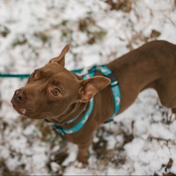 Собаки в добрые руки - Шейла - 1