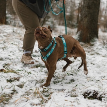 Собаки в добрые руки - Шейла - 2