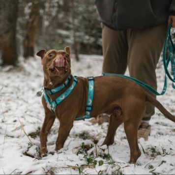 Собаки в добрые руки - Шейла - 3