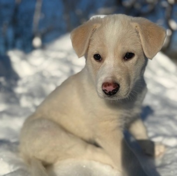 Собаки в добрые руки - Баунти
