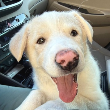 Собаки в добрые руки - Баунти - 1