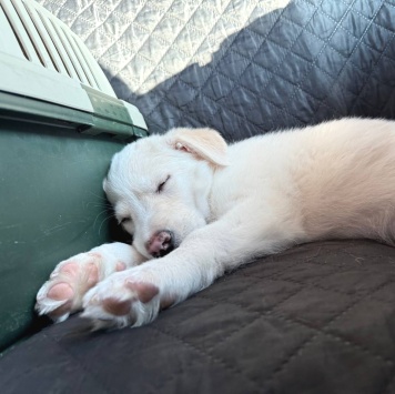 Собаки в добрые руки - Баунти - 3