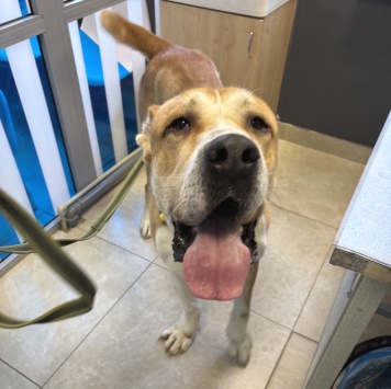 Собаки в добрые руки - Сармат - 1