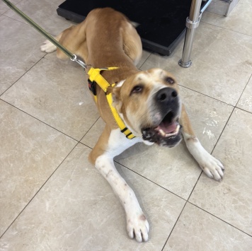 Собаки в добрые руки - Сармат - 2