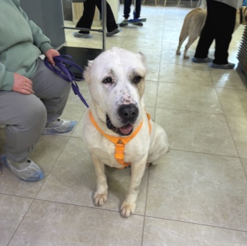 Собаки в добрые руки - Ульма - 1