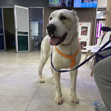 Собаки в добрые руки - Ульма - 2