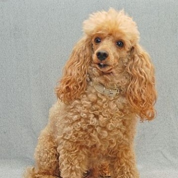 Собаки в добрые руки - Антон - 1