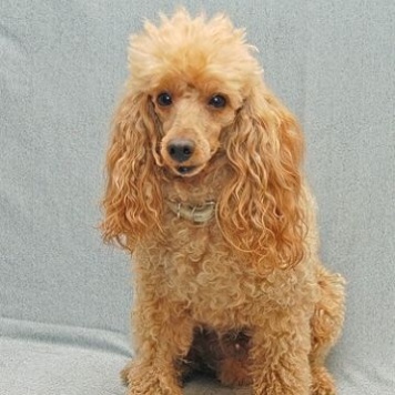 Собаки в добрые руки - Антон - 2