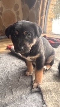 Собаки в добрые руки - Фаня