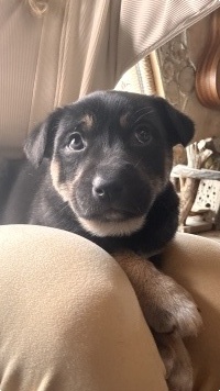 Собаки в добрые руки - Фаня - 1