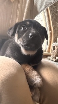 Собаки в добрые руки - Фаня - 2