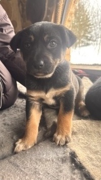 Собаки в добрые руки - Фаня - 3