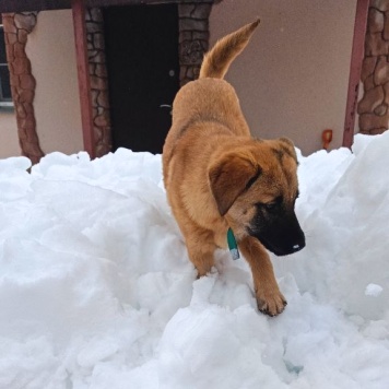 Собаки в добрые руки - Рада - 2