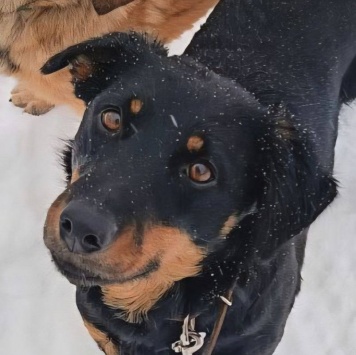 Собаки в добрые руки - Чапа