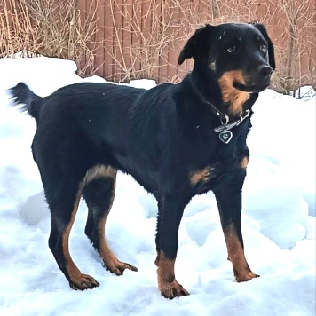 Собаки в добрые руки - Чапа - 1