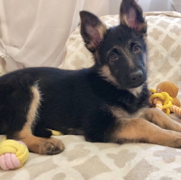 Айрис - Собаки в добрые руки