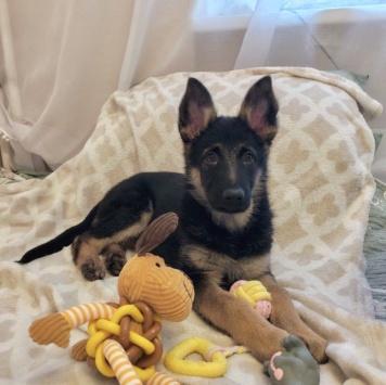 Собаки в добрые руки - Айрис - 1