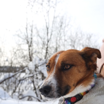 Собаки в добрые руки - Максик - 1