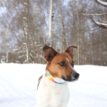 Собаки в добрые руки - Максик - 4