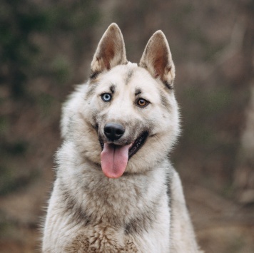 Собаки в добрые руки - Айна
