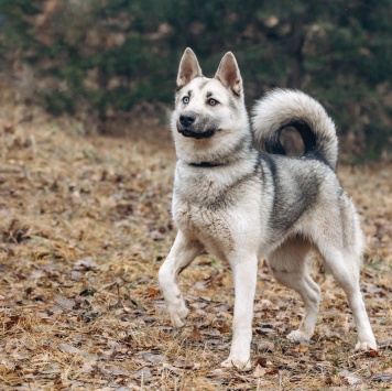 Собаки в добрые руки - Айна - 1