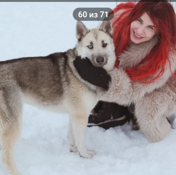 Собаки в добрые руки - Айна - 2