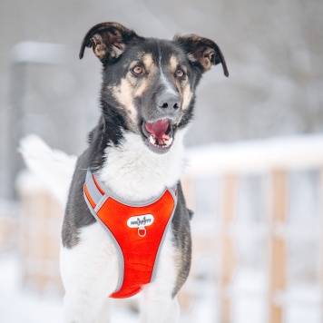 Собаки в добрые руки - Круз - 1