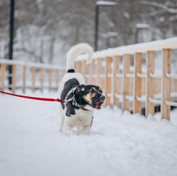Собаки в добрые руки - Круз - 2