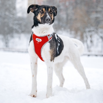 Собаки в добрые руки - Круз - 3