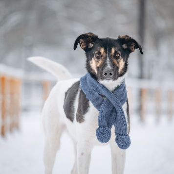 Собаки в добрые руки - Круз - 4