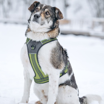 Собаки в добрые руки - Егорка