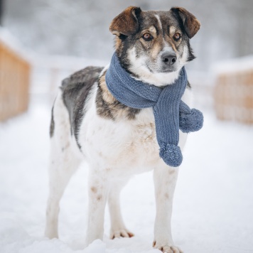 Собаки в добрые руки - Егорка - 2