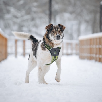 Собаки в добрые руки - Егорка - 3