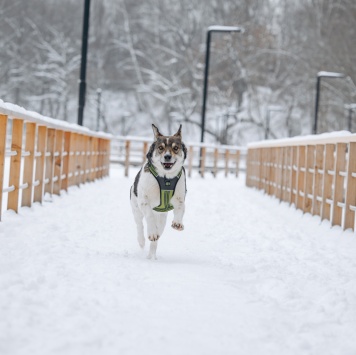 Собаки в добрые руки - Егорка - 4