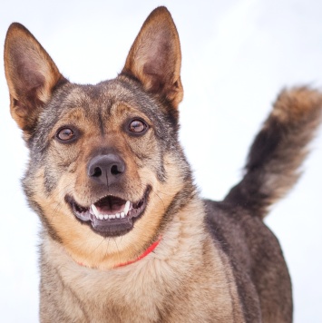 Собаки в добрые руки - Мира
