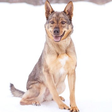 Собаки в добрые руки - Мира - 1