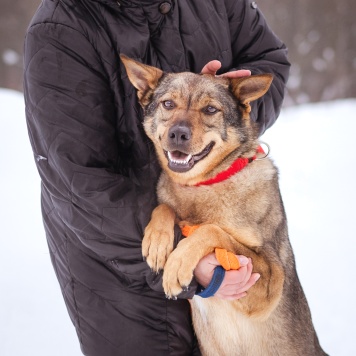 Собаки в добрые руки - Мира - 2